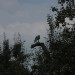 mini-IMG_1291